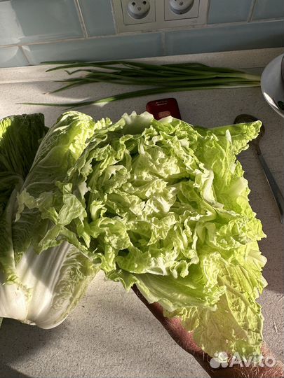 Пекинская капуста