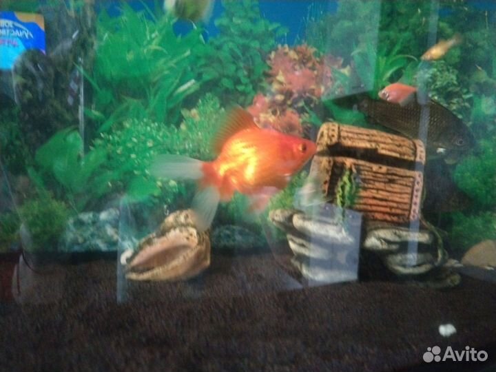 Золотая рыбка