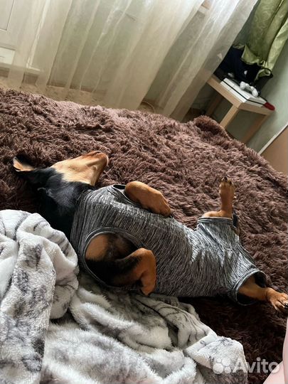 Такса бесплатно