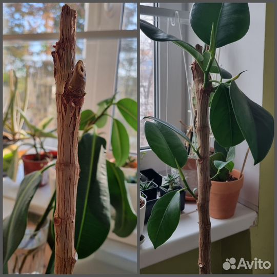 Озеленение и фитодизайн интерьеров, уход за растен