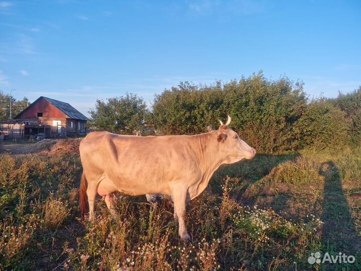Коровы дойные молочные
