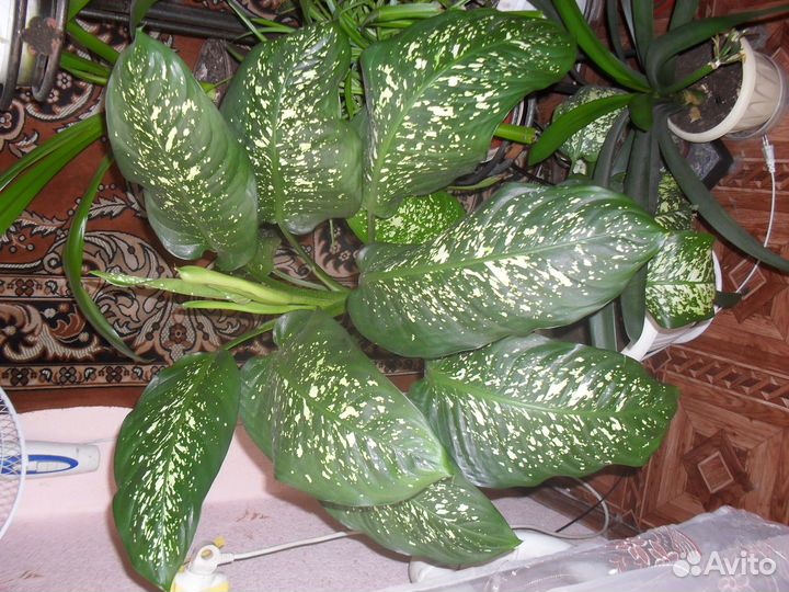 Комнатные цветы