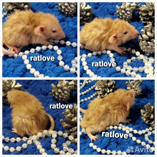 Крысята дамбо редких окрасов и маркировок