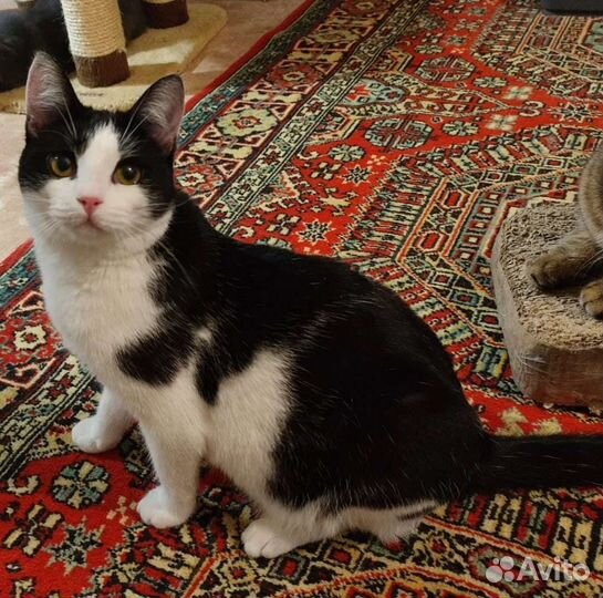 Подросток Милагрос в поисках дома