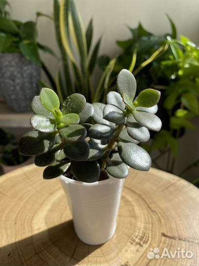 Крассула Минор (суккулент)