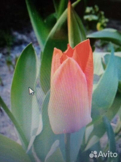 Луковицы тюльпанов