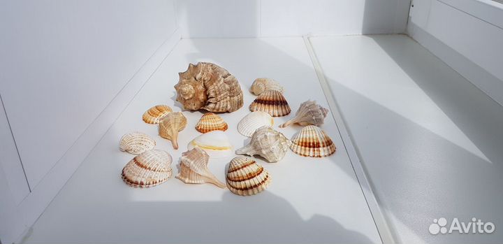 Ракушки для аквариума