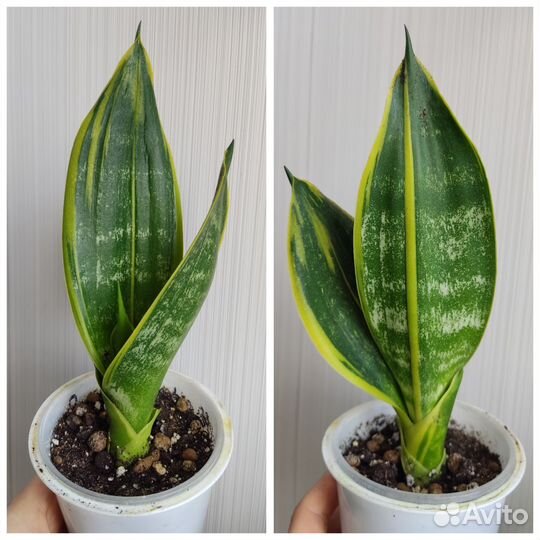 Сансевиерия сортовая и другие