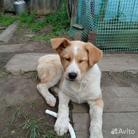 Щенки в добрые руки