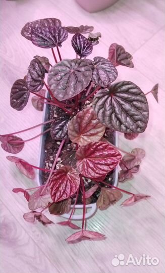 Пеперомии Луна и Куито