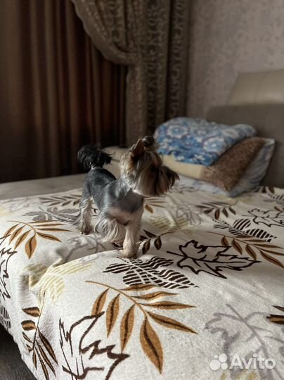 Йоркширский терьер вязка