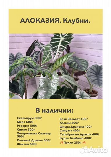 Алоказия. Клубни