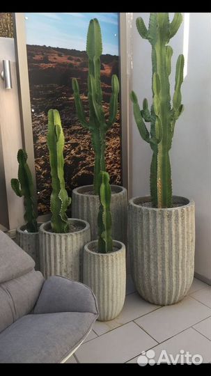 Молочай Эуфорбия 110см