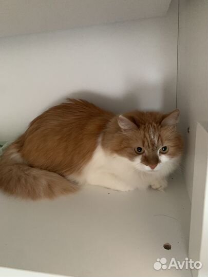 Кот в добрые руки