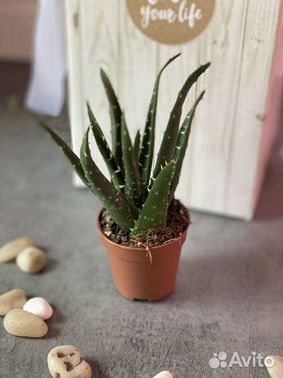 Алоэ митриформис (Aloe mitriformis)