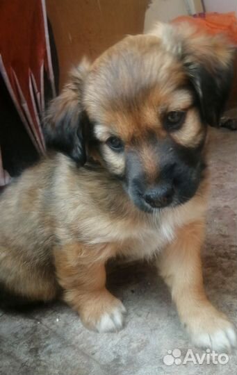 Щенки метис Джек рассела и дворняги