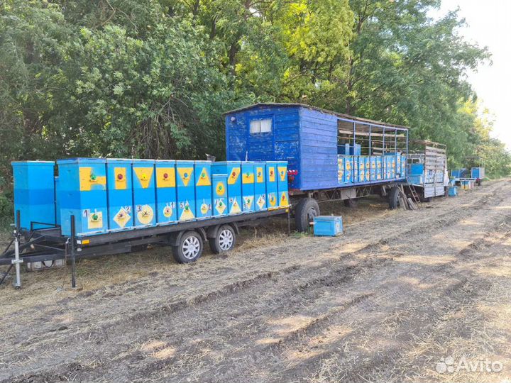 Пчелопицеп