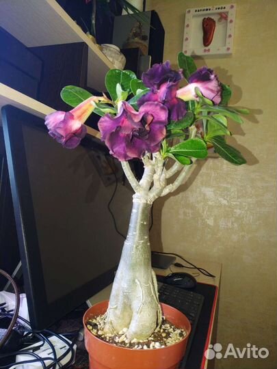 Адениум взрослый