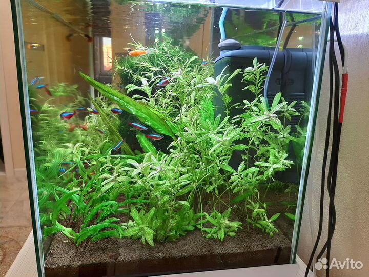 Аквариум с рыбками Aquael 100л