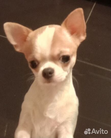 Вязка собак чихуахуа