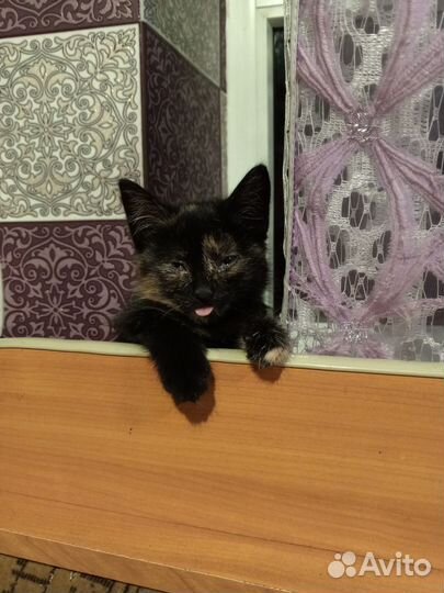 Котенок в дар бесплатно