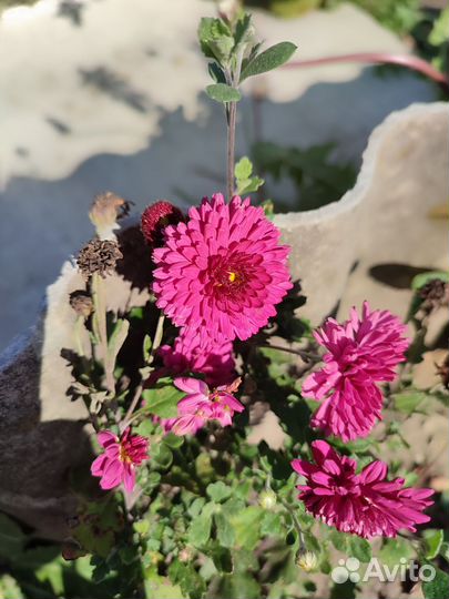 Хризантема