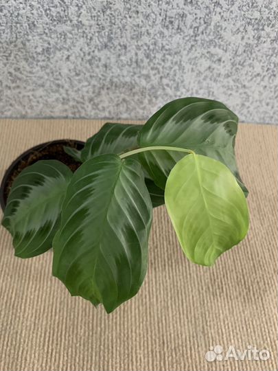 Маранта сильвер бэнд