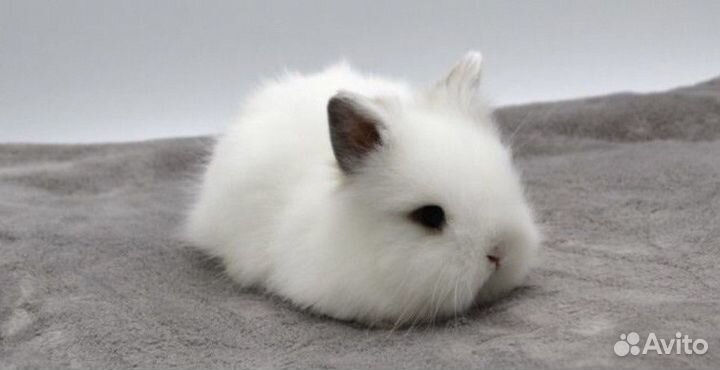 Декоративные Карликовые Кролики