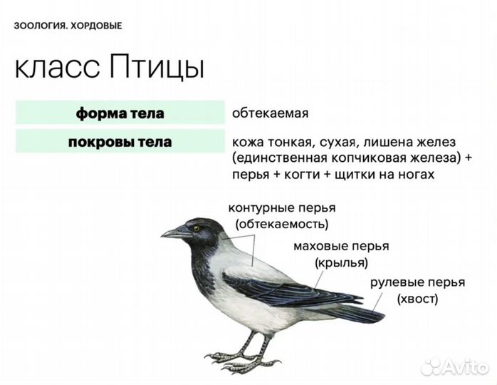 Репетитор по биологии