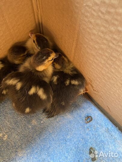 Мускусные утята индоутки