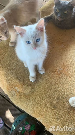 Помогите с пристройством