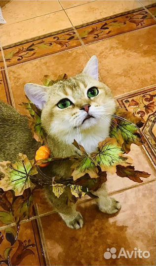 Тикированная золотая шиншилла на вязку