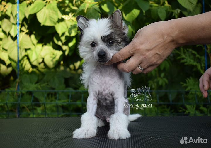 Китайская хохлатая голая мальчик