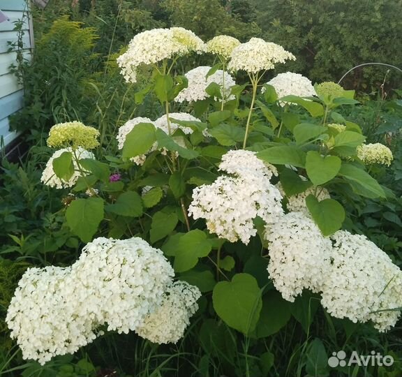 Гортензия