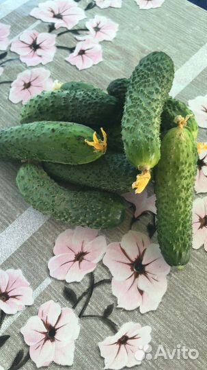 Огурцы домашние