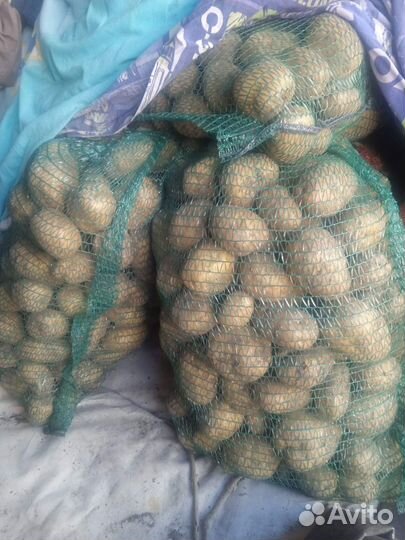Продам картофель деревенский