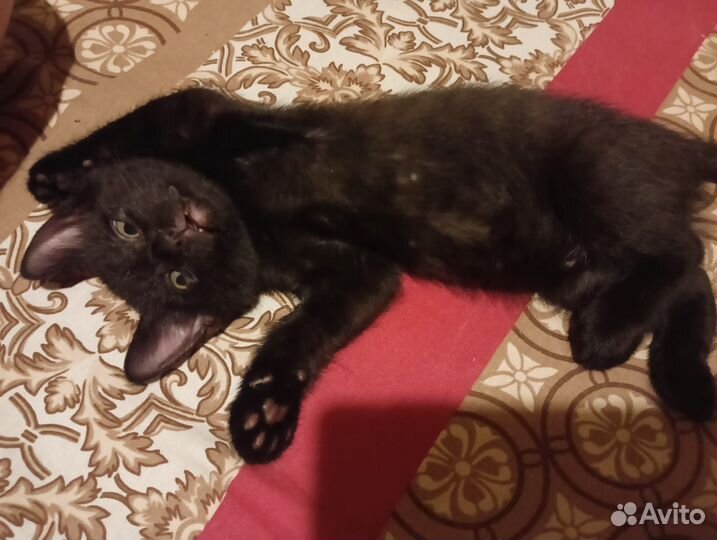 Котята