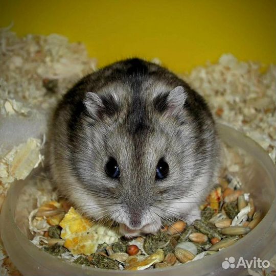 Хомяк с клеткой и принадлежностями