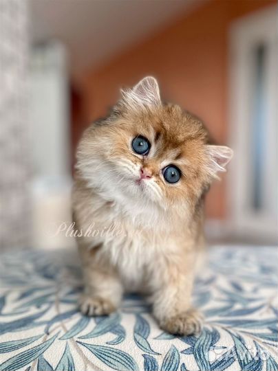 Котята золотая шиншилла