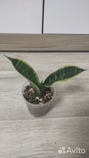 Сансевиерия футура суперба, манолин