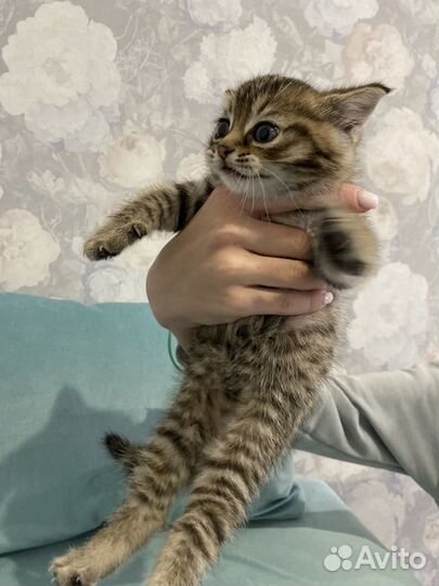 Котенок