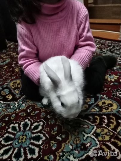 Декоративные кролики мини