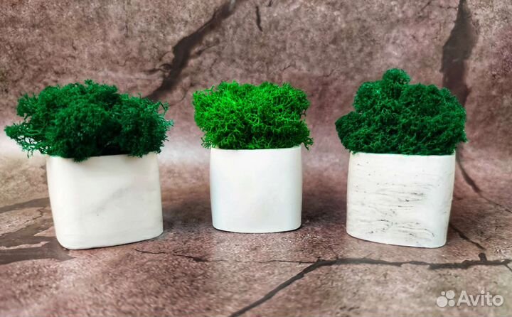 Наборы со стабилизированным мхом