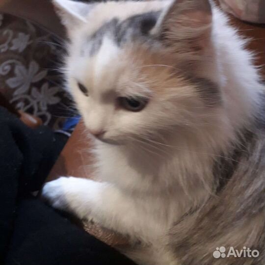 Кошка в дар