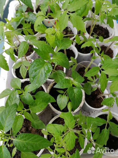 Рассада помидор, перца
