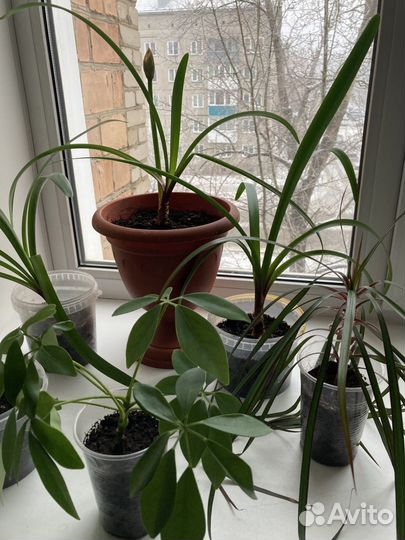 Ростки драцены шефлеры валлоты пурпурной