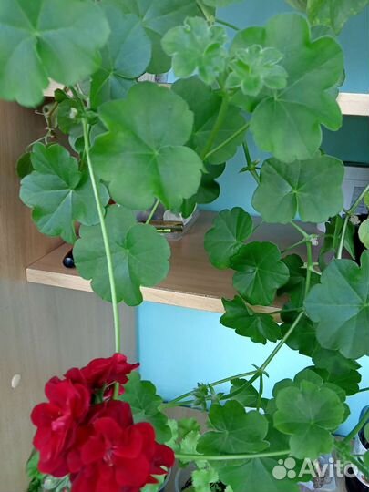 Эписция,королевская пеларгония