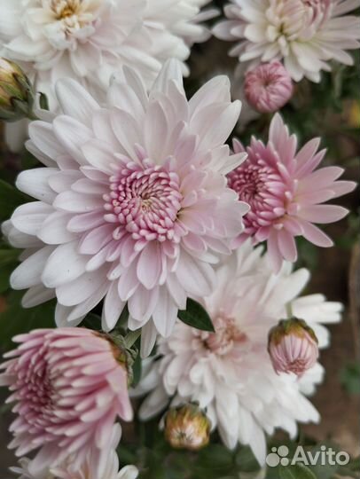 Хризантемы корейские-2