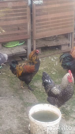 Петухи породистые и смесовые