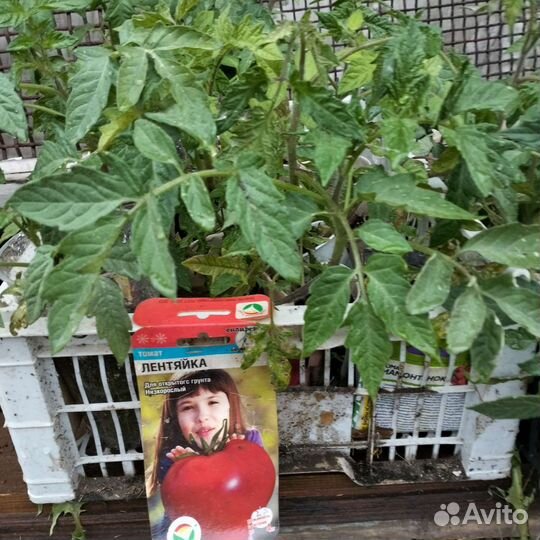 Рассада помидор